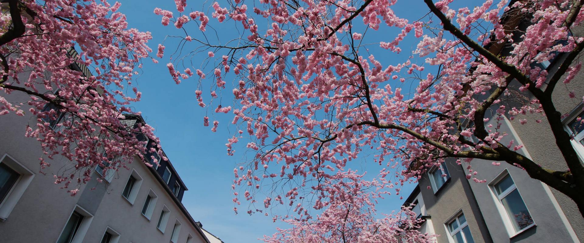 Kirschblüten in der Moltkestraße